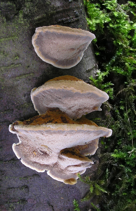 Inonotus radiatus